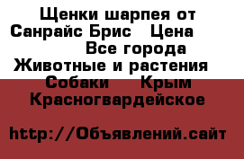 Щенки шарпея от Санрайс Брис › Цена ­ 30 000 - Все города Животные и растения » Собаки   . Крым,Красногвардейское